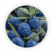 Juniper Berry